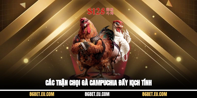 Các trận chọi gà Campuchia đầy kịch tính