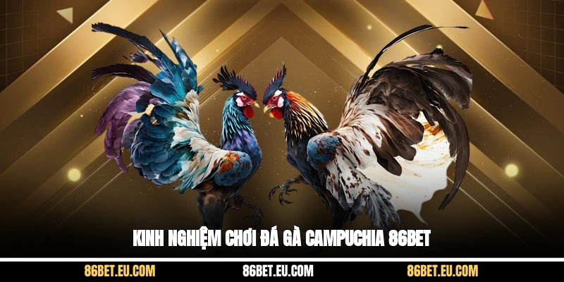 Kinh nghiệm chơi đá gà Campuchia 86bet