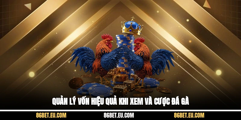 Quản lý vốn hiệu quả khi xem và cược đá gà