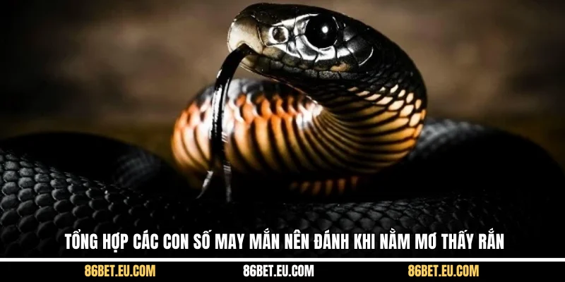 Tổng hợp các con số may mắn nên đánh khi nằm mơ thấy rắn