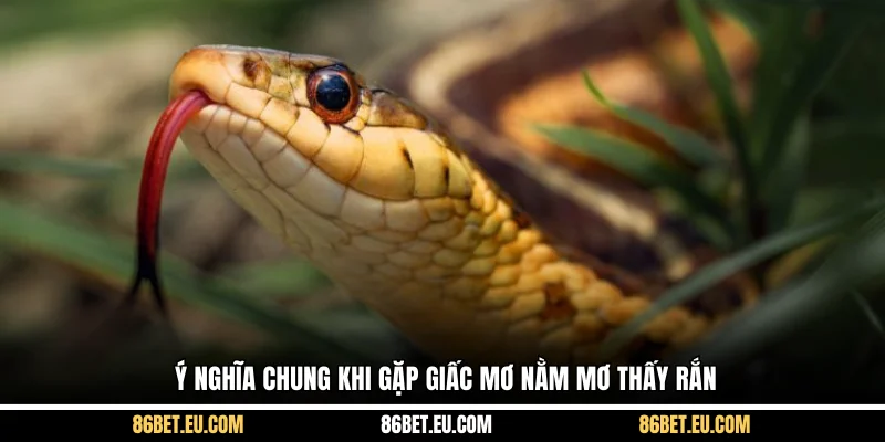 Ý nghĩa chung khi gặp giấc mơ nằm mơ thấy rắn